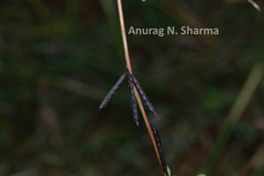 Indigofera trifoliata